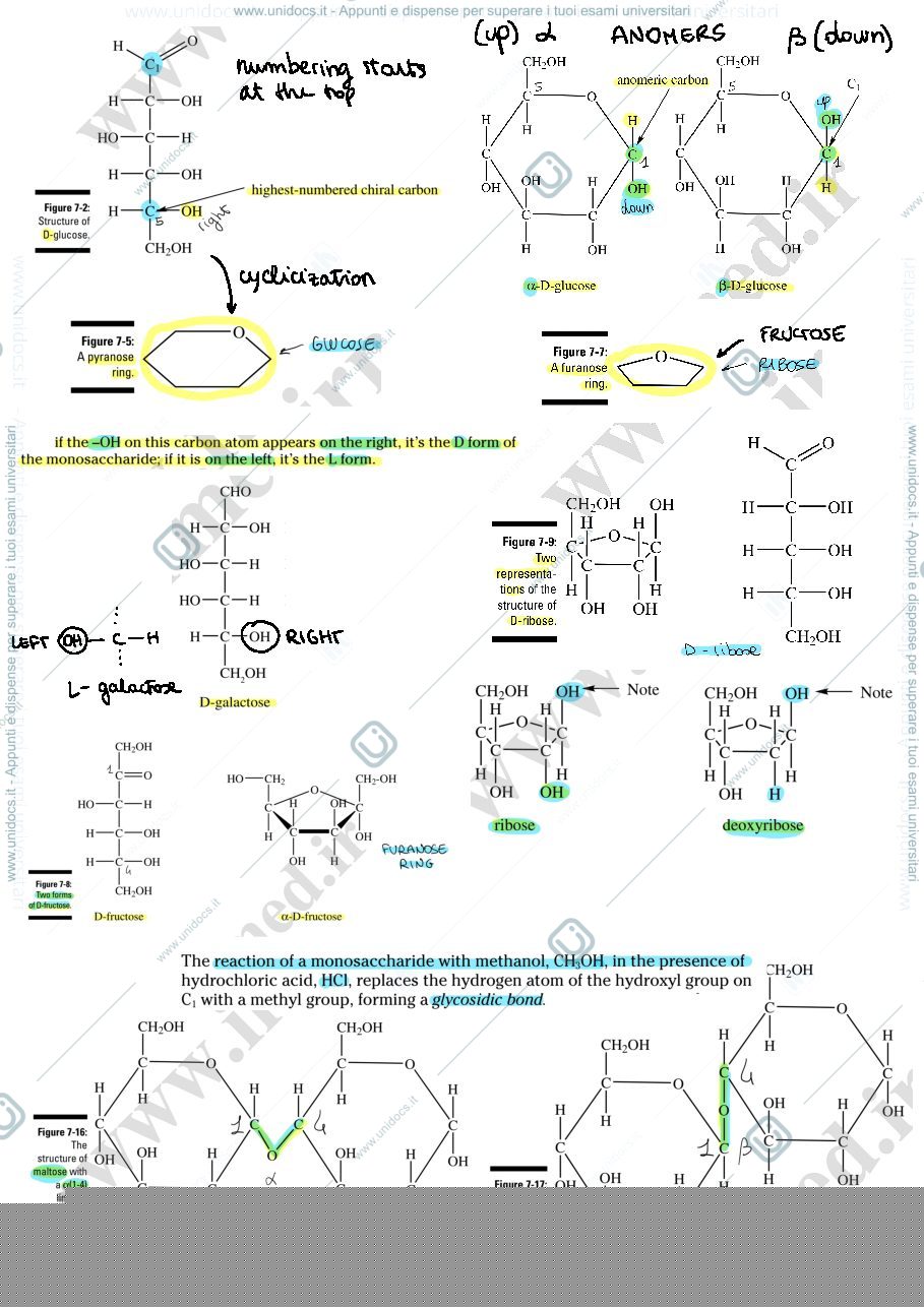 Anteprima pagina 2 — biochemistry