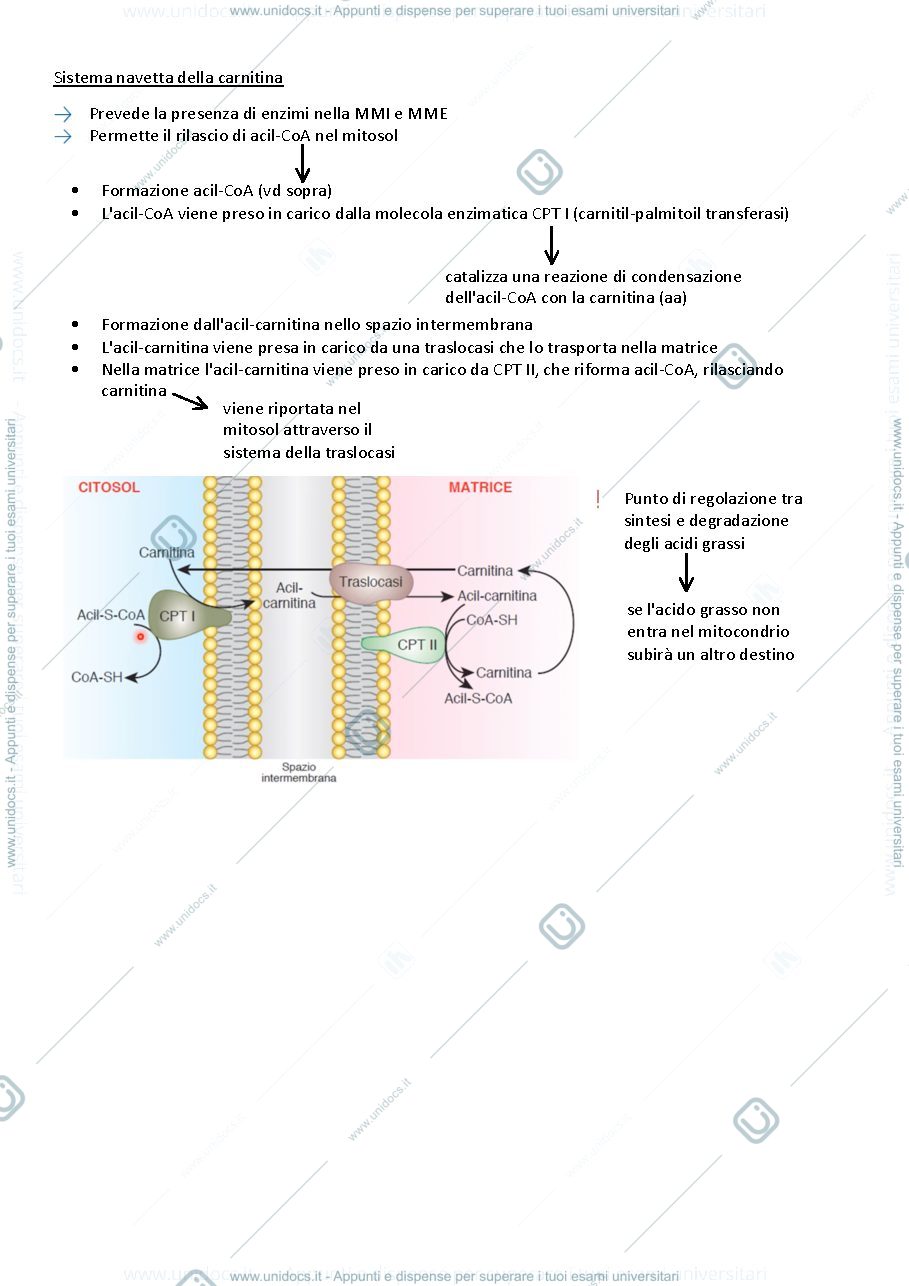 Anteprima pagina 3 — Biochimica