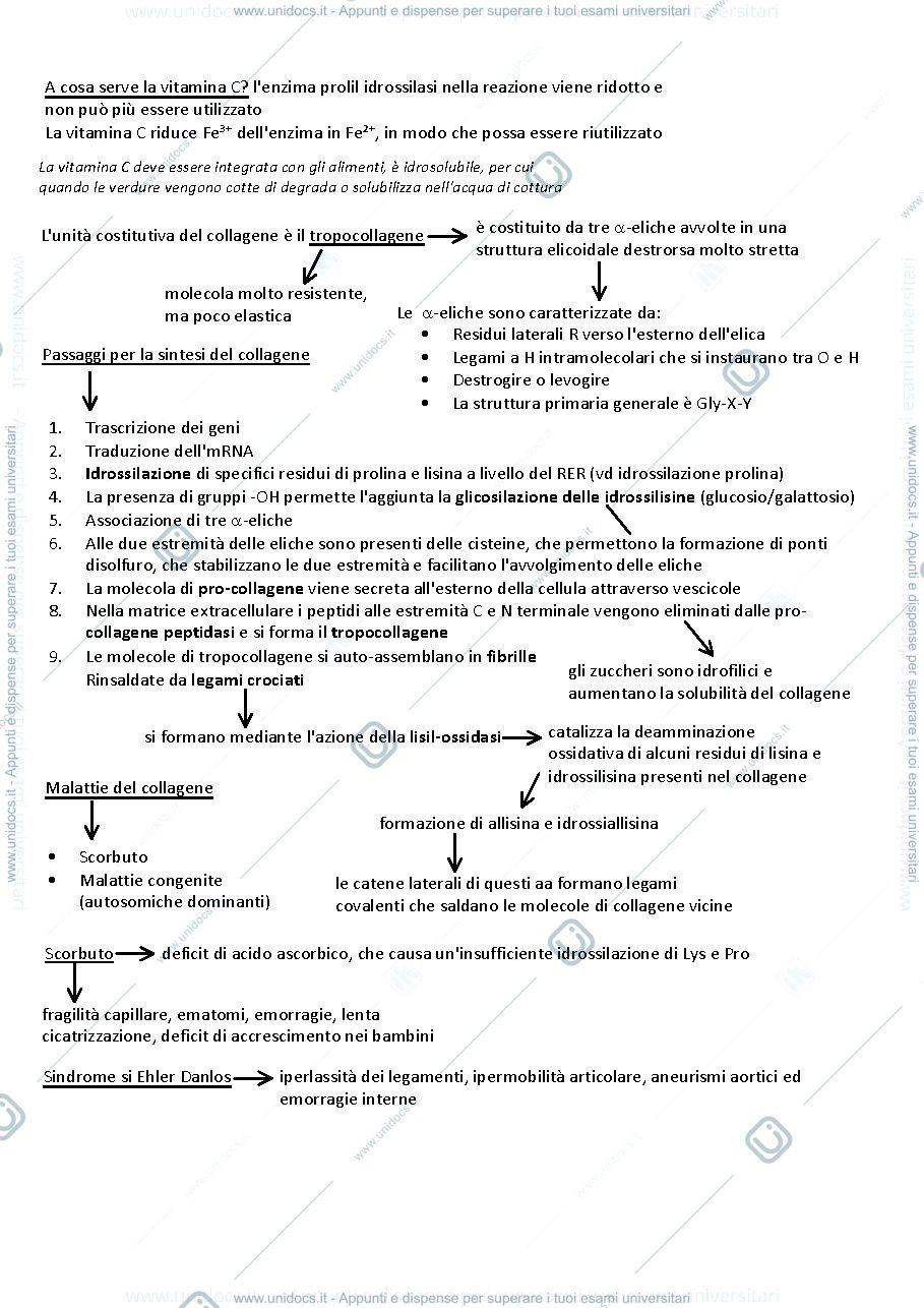 Anteprima pagina 2 — Biochimica