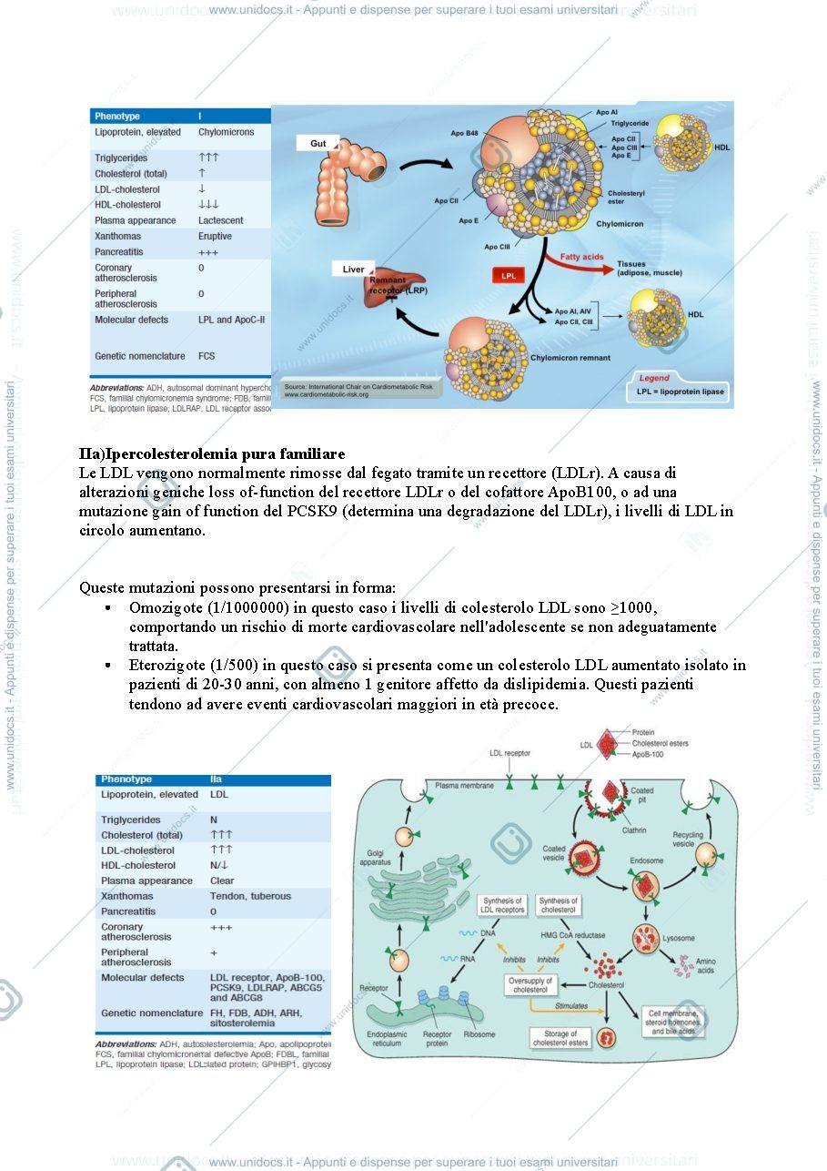 Anteprima pagina 2 — colesterolo