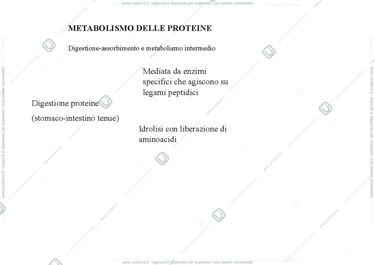 Anteprima pagina 1 — Proteine