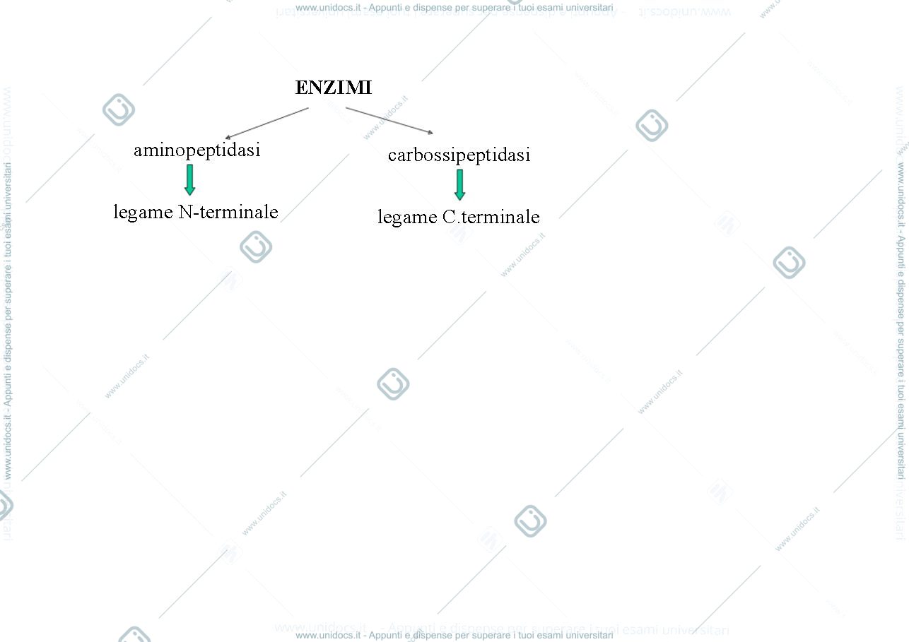 Anteprima pagina 2 — Proteine