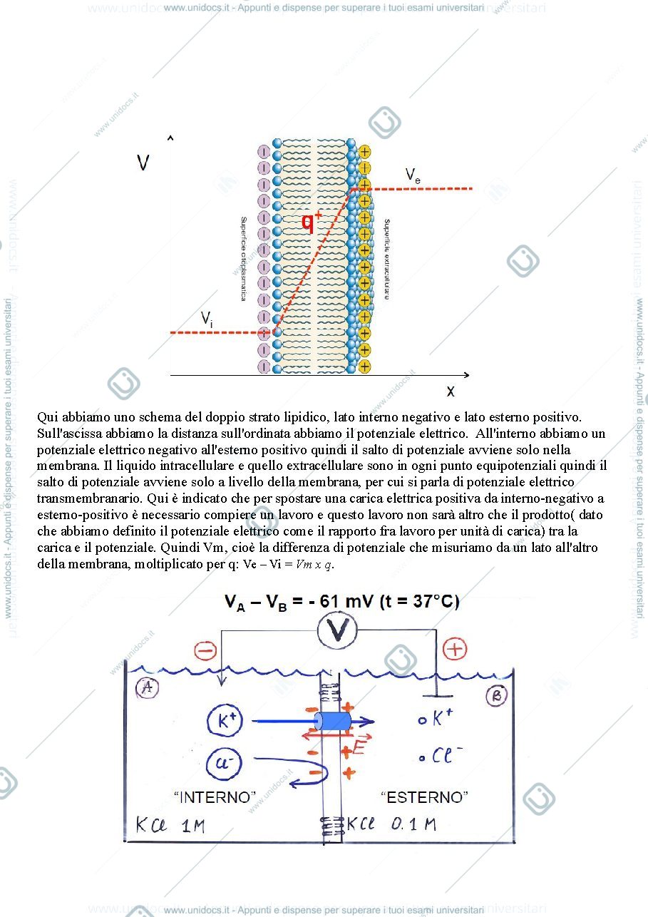 Anteprima pagina 2 — Potenziale elettrico di una cellula