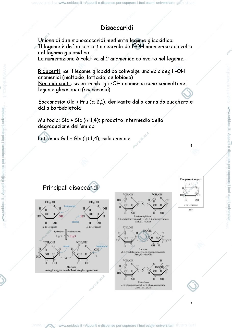 Anteprima pagina 1 — Disaccaridi