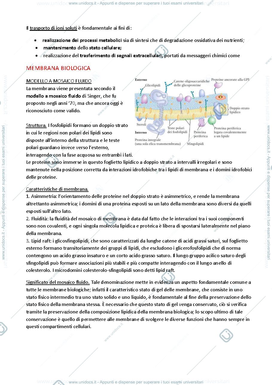 Anteprima pagina 3 — Proteine 