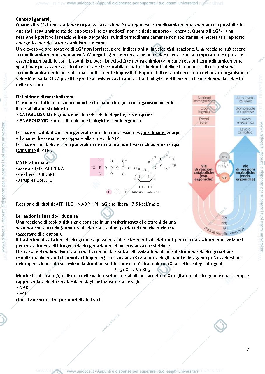 Anteprima pagina 2 — Biochimica