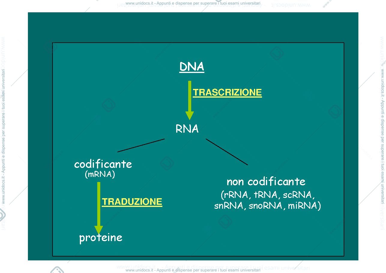 Anteprima pagina 4 — trascrizione