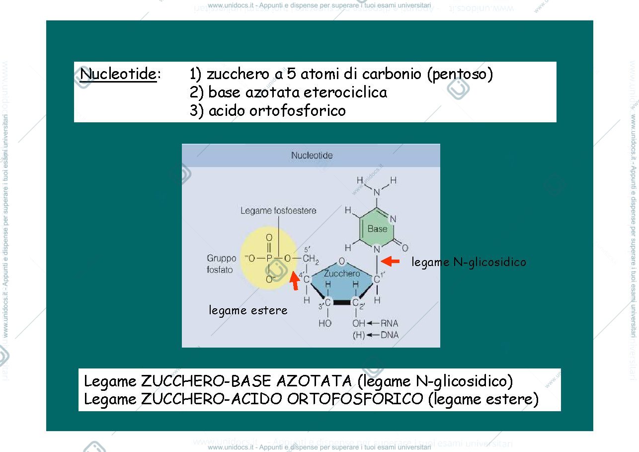 Anteprima pagina 2 — Acidi nucleici_cromosomi_cariotipo 