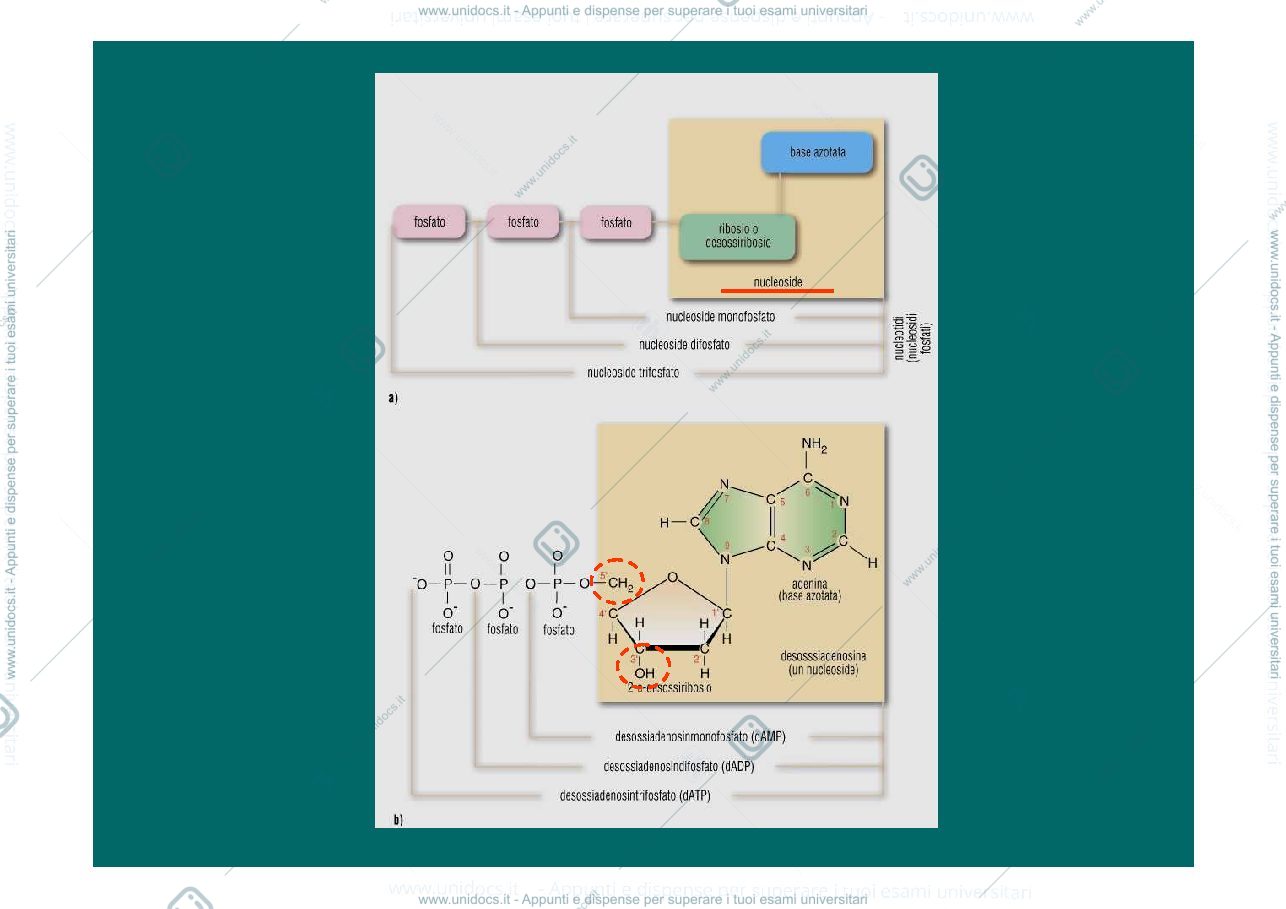 Anteprima pagina 3 — Acidi nucleici_cromosomi_cariotipo 