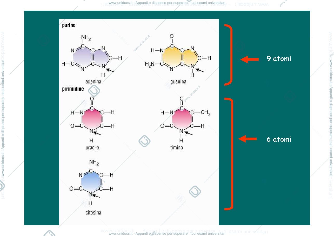 Anteprima pagina 5 — Acidi nucleici_cromosomi_cariotipo 