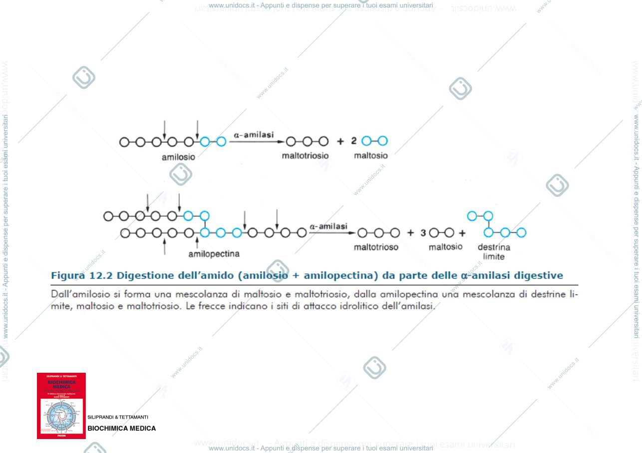 Anteprima pagina 2 — Metabolismo glucidico