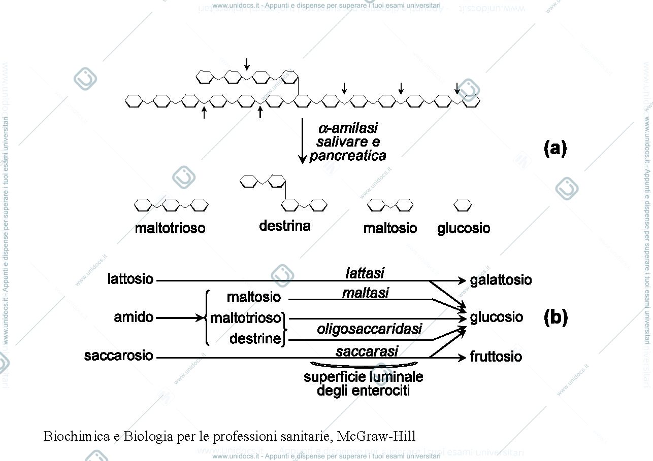 Anteprima pagina 3 — Metabolismo glucidico