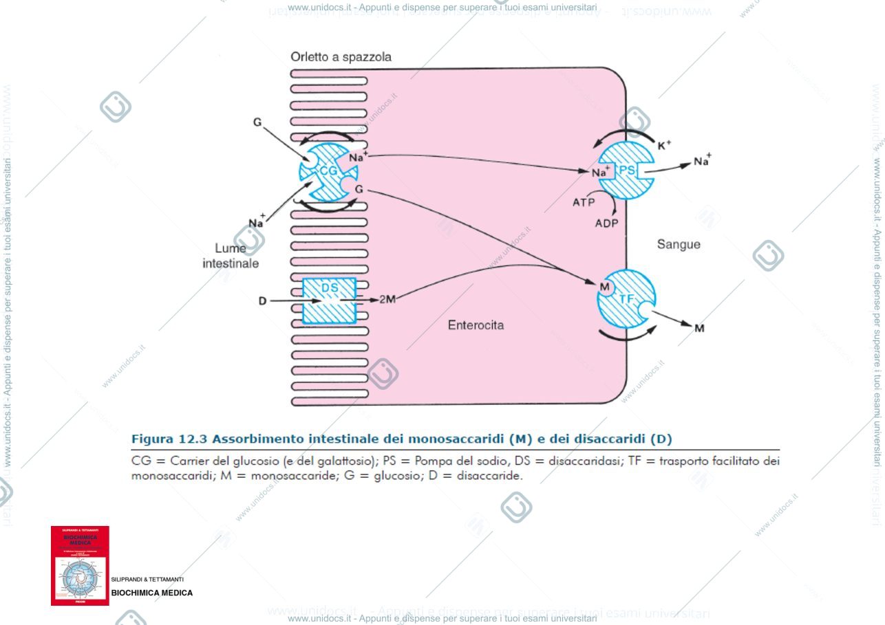 Anteprima pagina 4 — Metabolismo glucidico