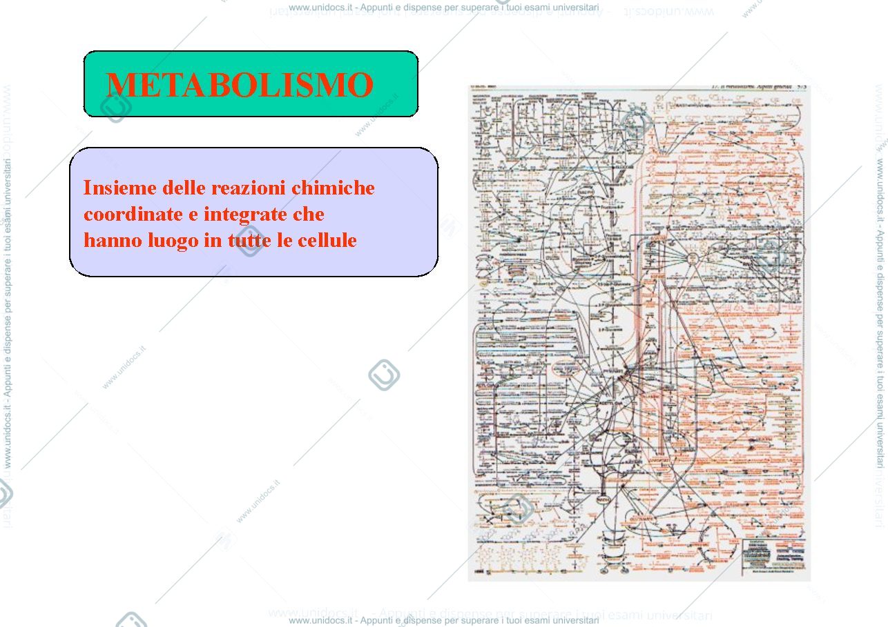 Anteprima pagina 2 — Metabolismo