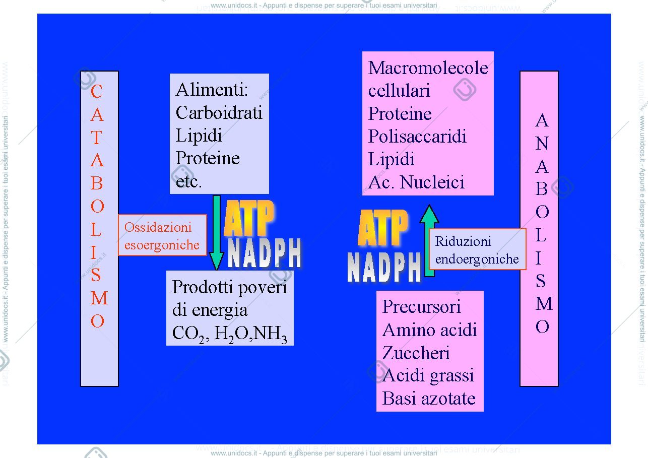 Anteprima pagina 3 — Metabolismo