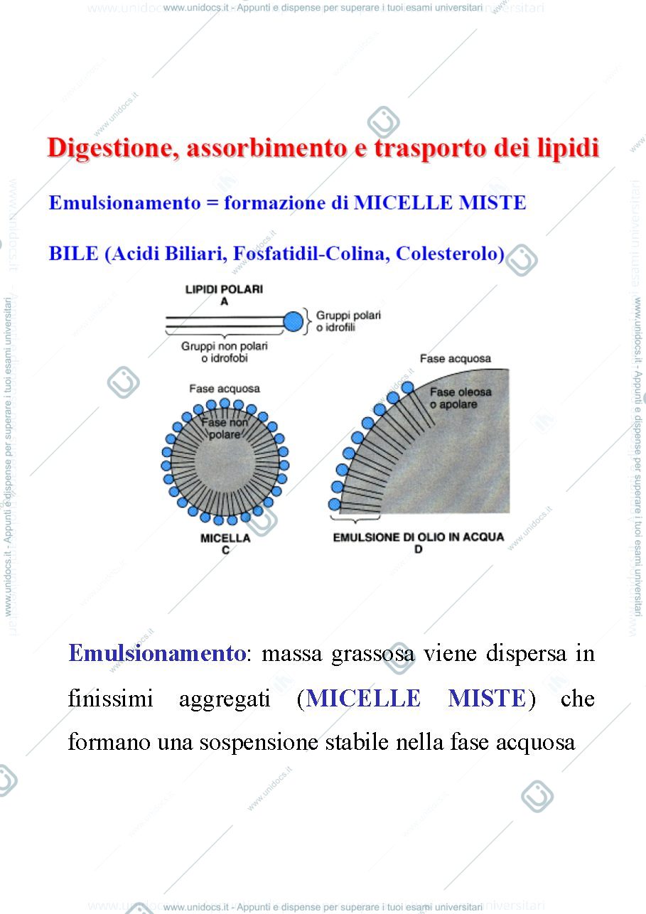 Anteprima pagina 2 — Metabolismo lipidico
