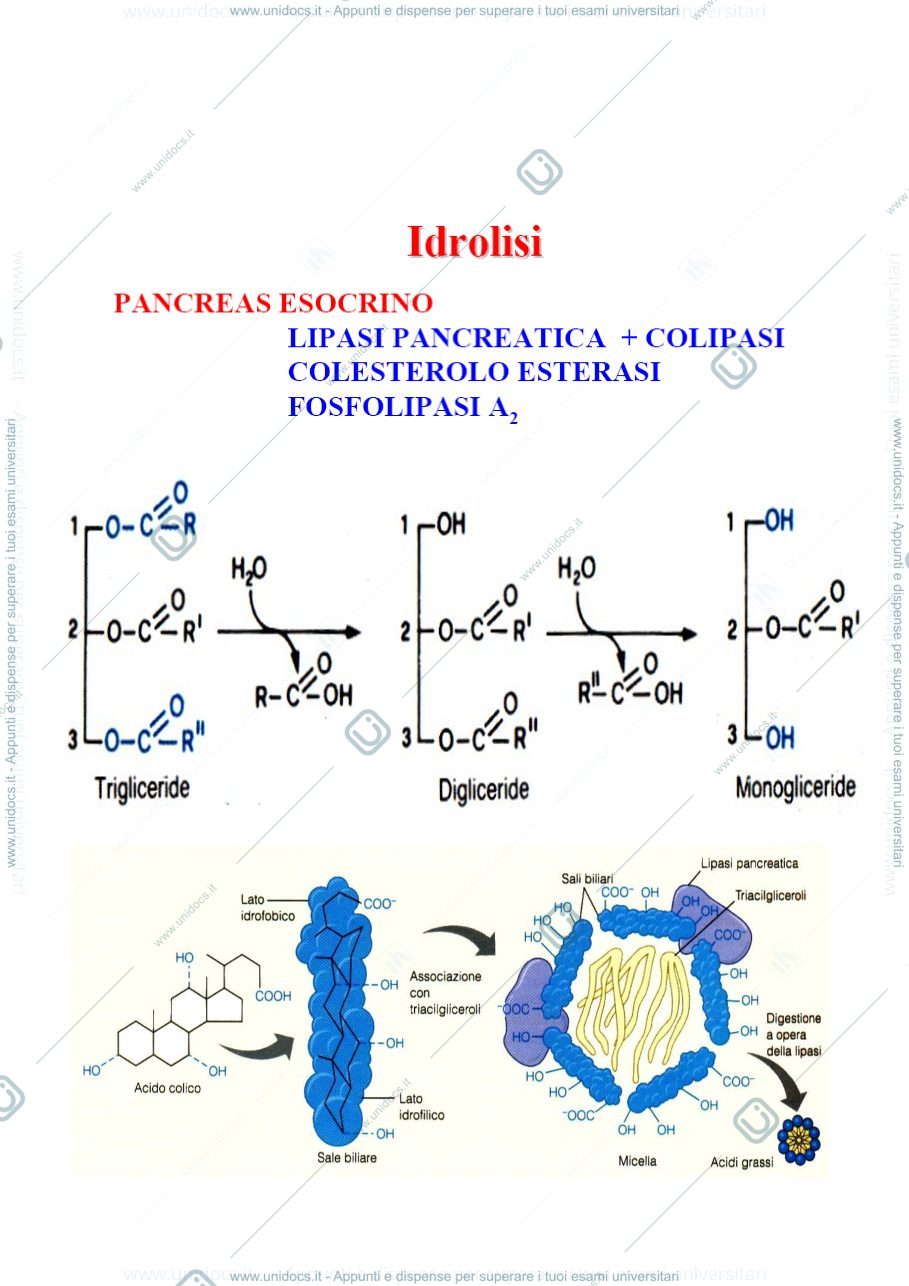 Anteprima pagina 3 — Metabolismo lipidico