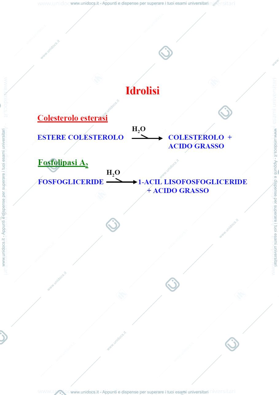Anteprima pagina 4 — Metabolismo lipidico