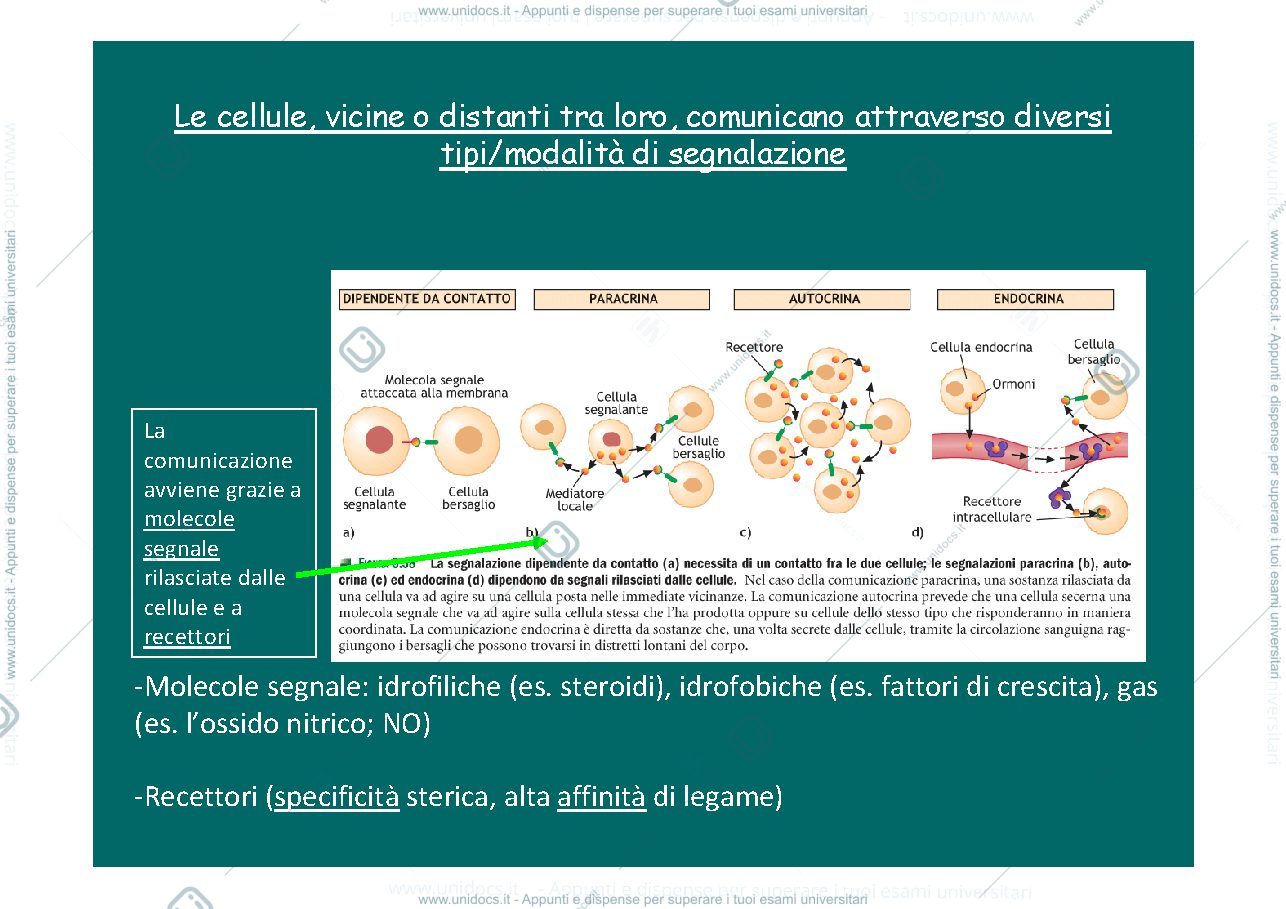 Anteprima pagina 2 — comunicazione cellulare e trasduzione del segnale