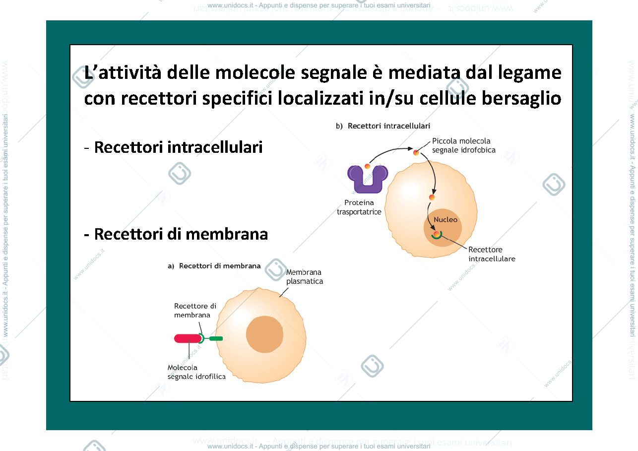 Anteprima pagina 4 — comunicazione cellulare e trasduzione del segnale