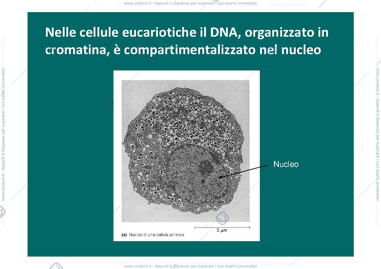 Anteprima pagina 1 — nucleo,territori, nucleolo, RE, mitocondrio