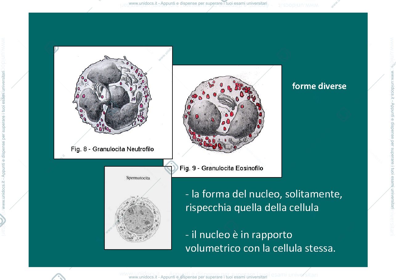 Anteprima pagina 3 — nucleo,territori, nucleolo, RE, mitocondrio