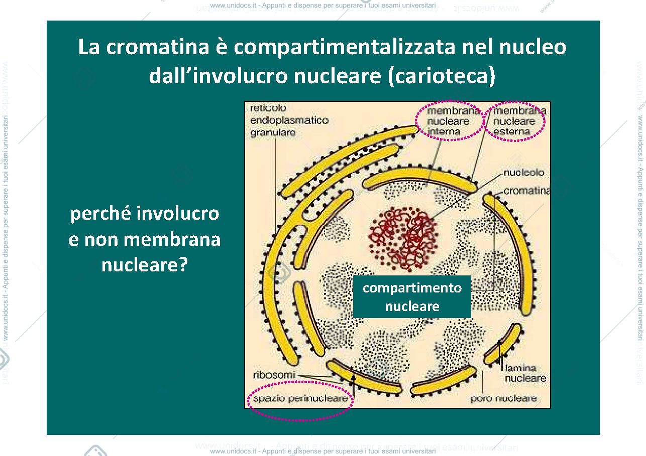 Anteprima pagina 4 — nucleo,territori, nucleolo, RE, mitocondrio