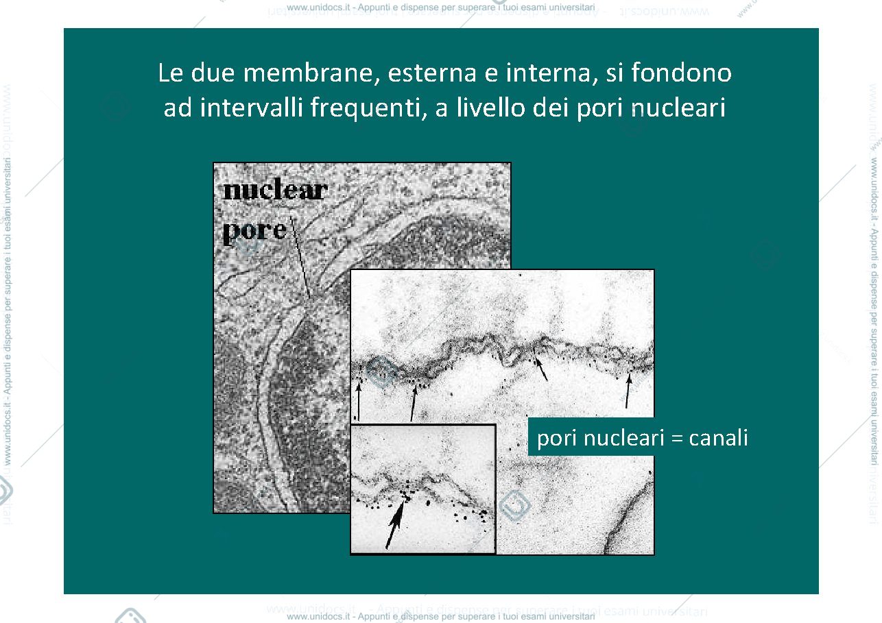 Anteprima pagina 5 — nucleo,territori, nucleolo, RE, mitocondrio