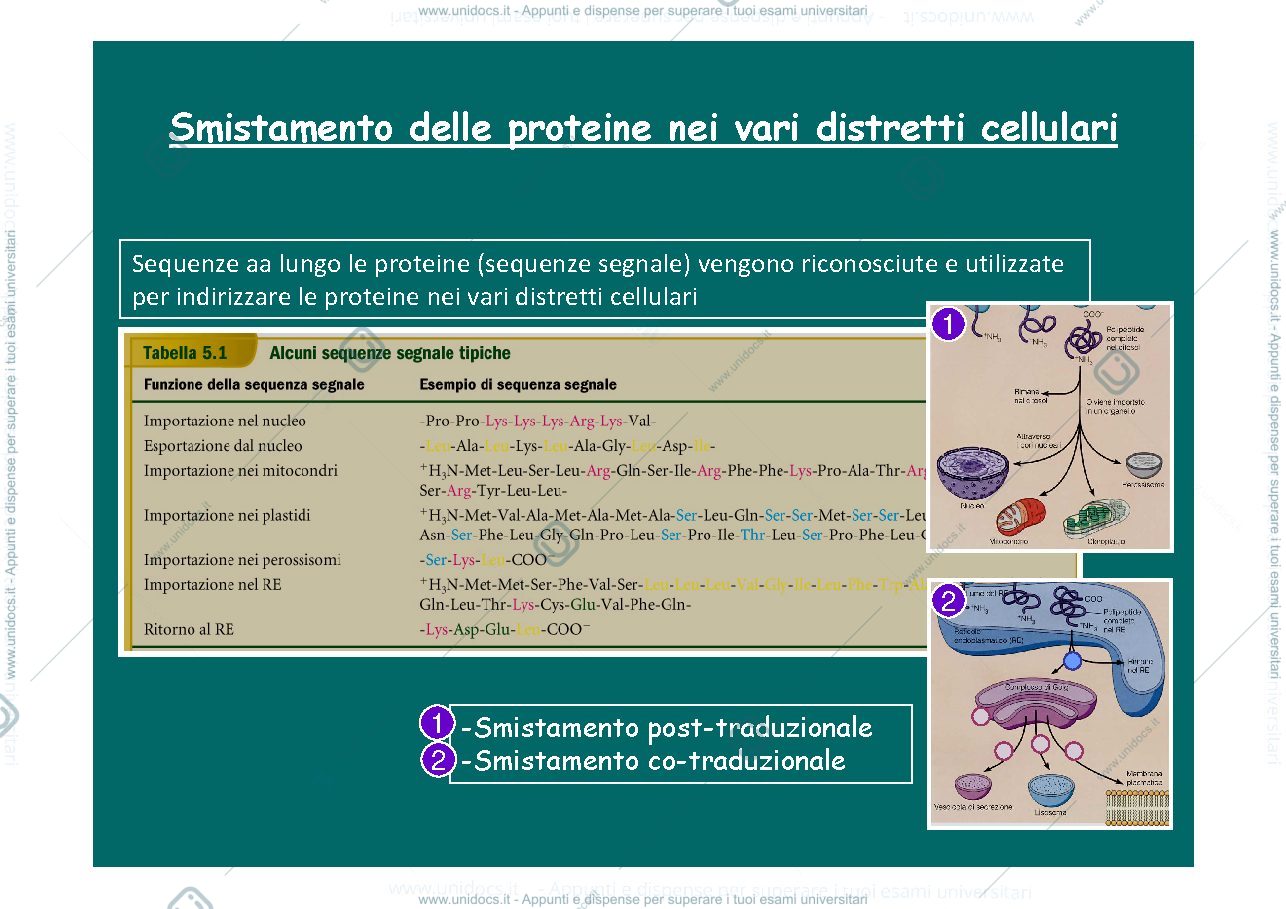Anteprima pagina 1 — destino post sintetico proteine e sistema endomembrane