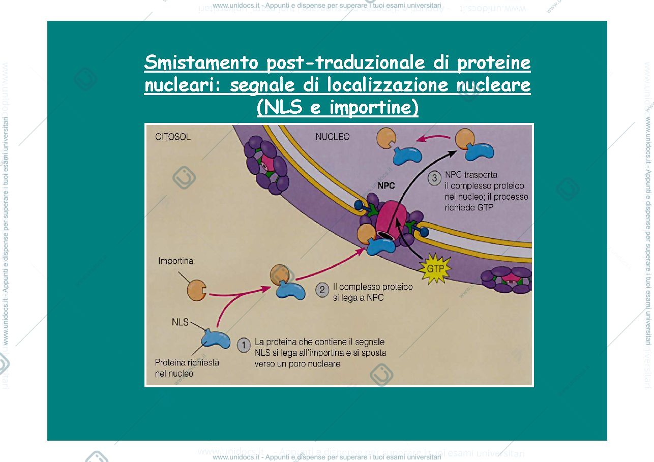 Anteprima pagina 2 — destino post sintetico proteine e sistema endomembrane
