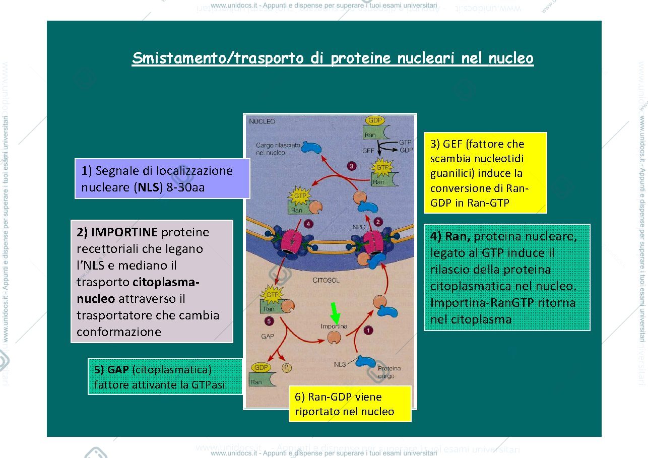 Anteprima pagina 3 — destino post sintetico proteine e sistema endomembrane