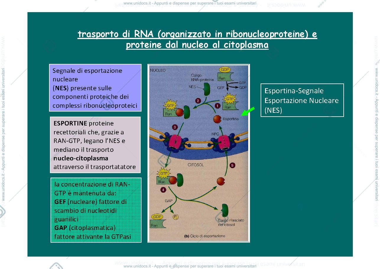 Anteprima pagina 4 — destino post sintetico proteine e sistema endomembrane