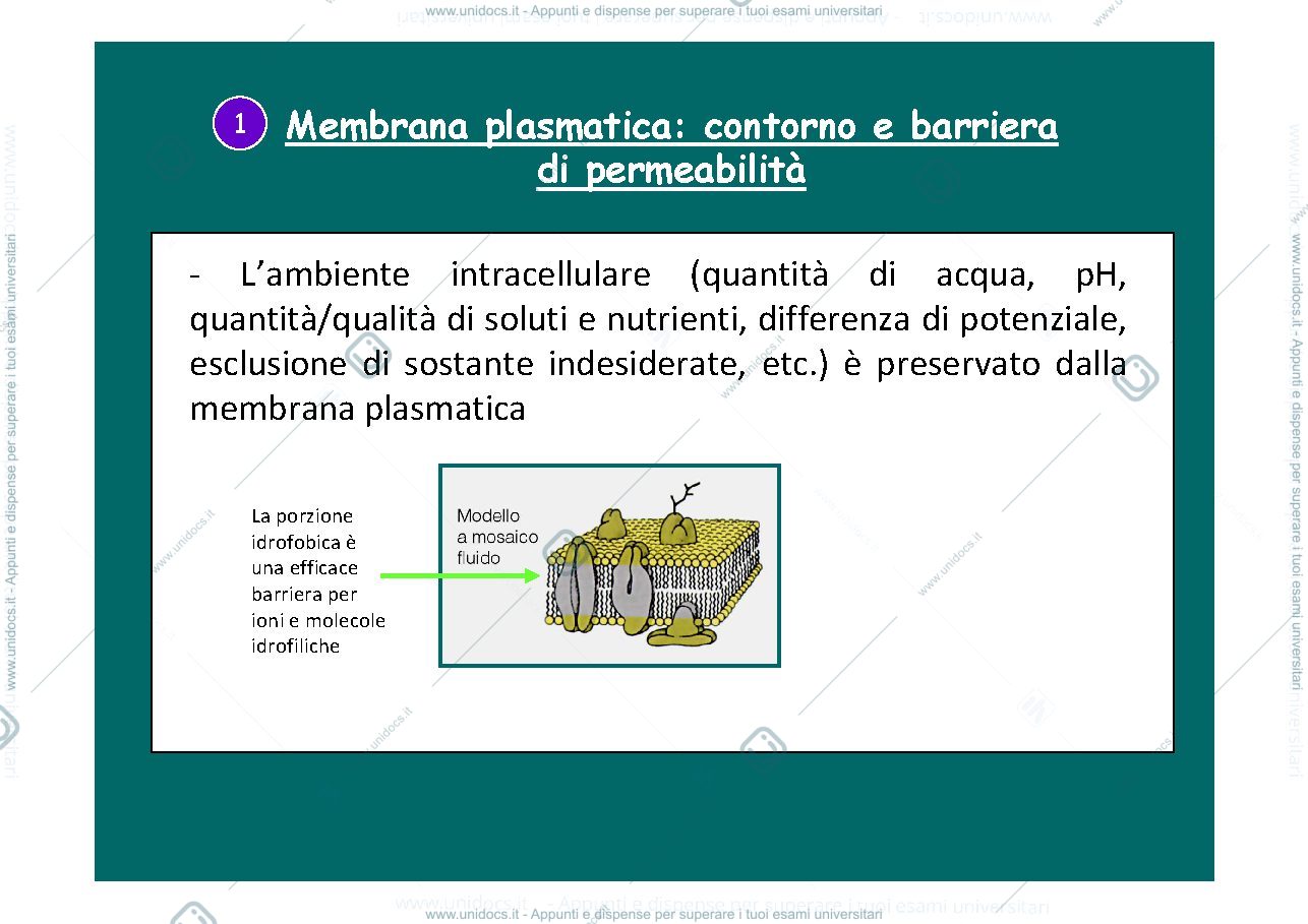 Anteprima pagina 3 — meccanismi di trasporto membrana