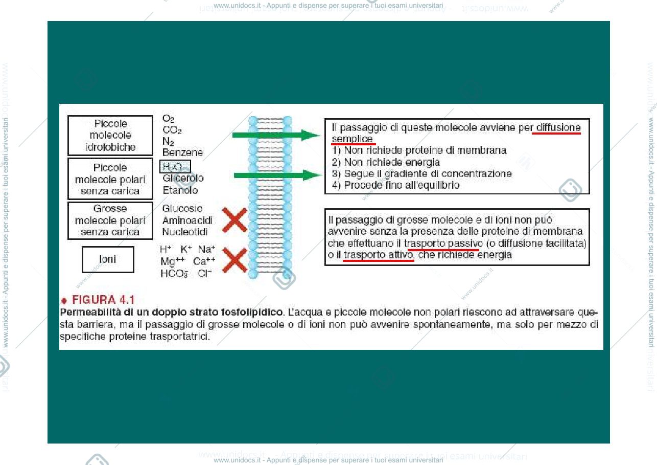 Anteprima pagina 4 — meccanismi di trasporto membrana