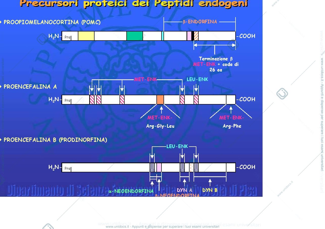 Anteprima pagina 4 — Slides Prof. Anizi ChF 2