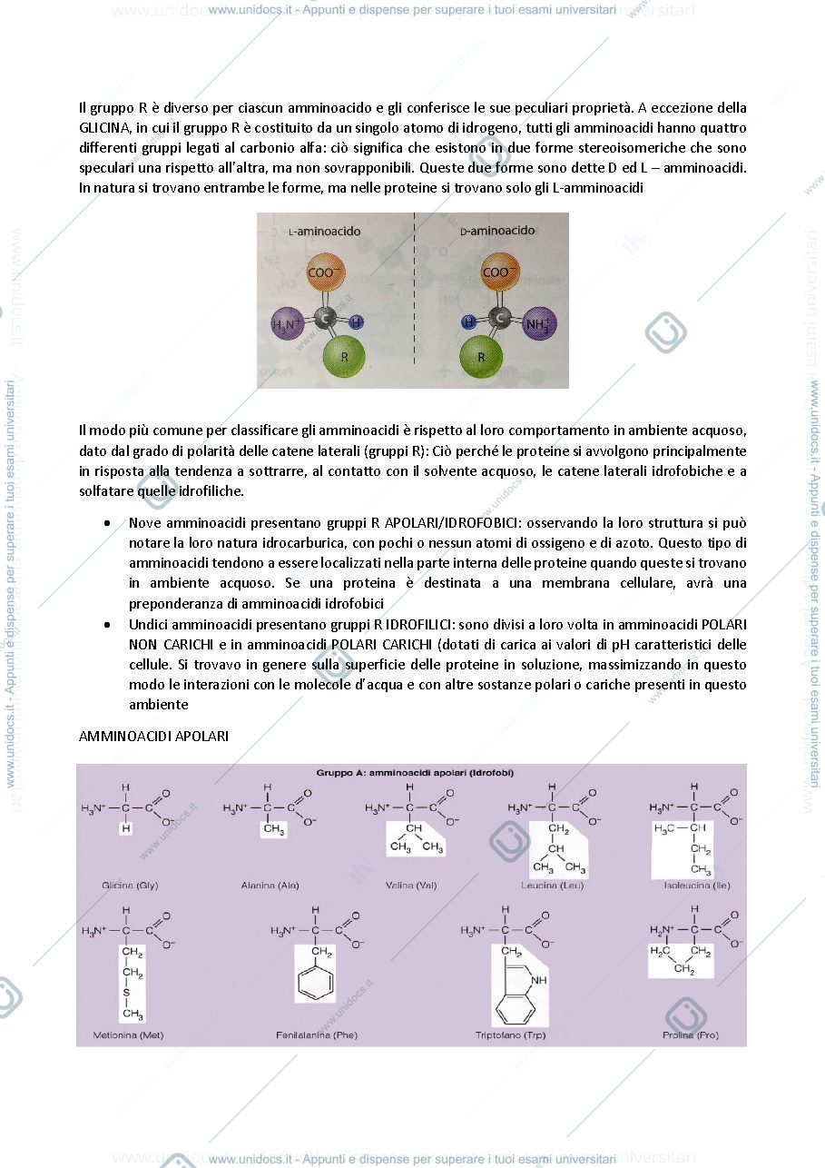 Anteprima pagina 2 — biologia generale e cellulare - Proteine