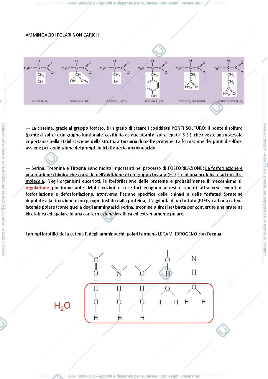 Anteprima pagina 3 — biologia generale e cellulare - Proteine
