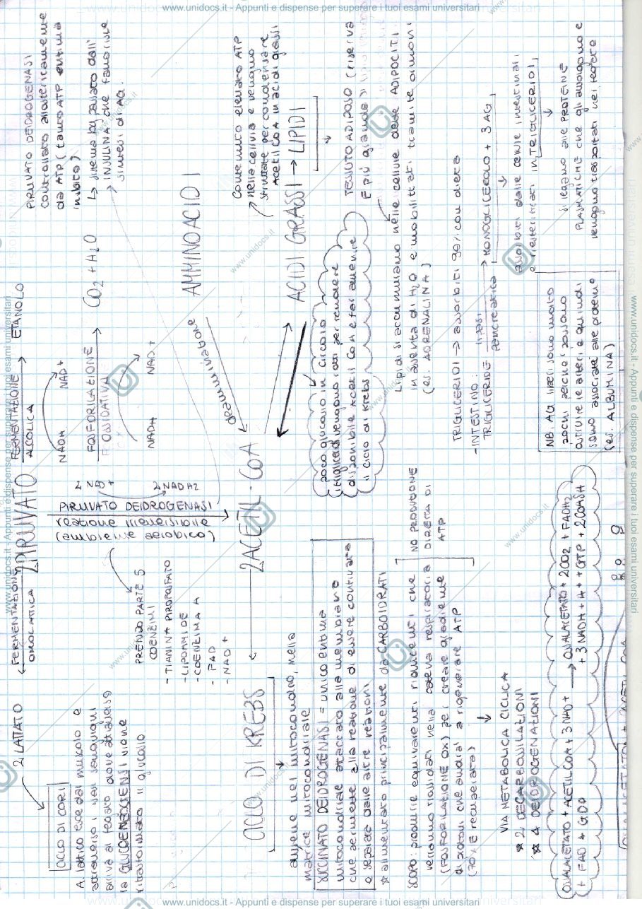 Anteprima pagina 3 — Chimica organica 