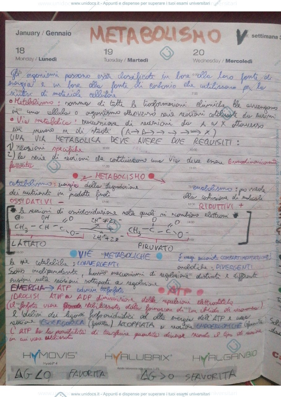 Anteprima pagina 1 — Metabolismo 
