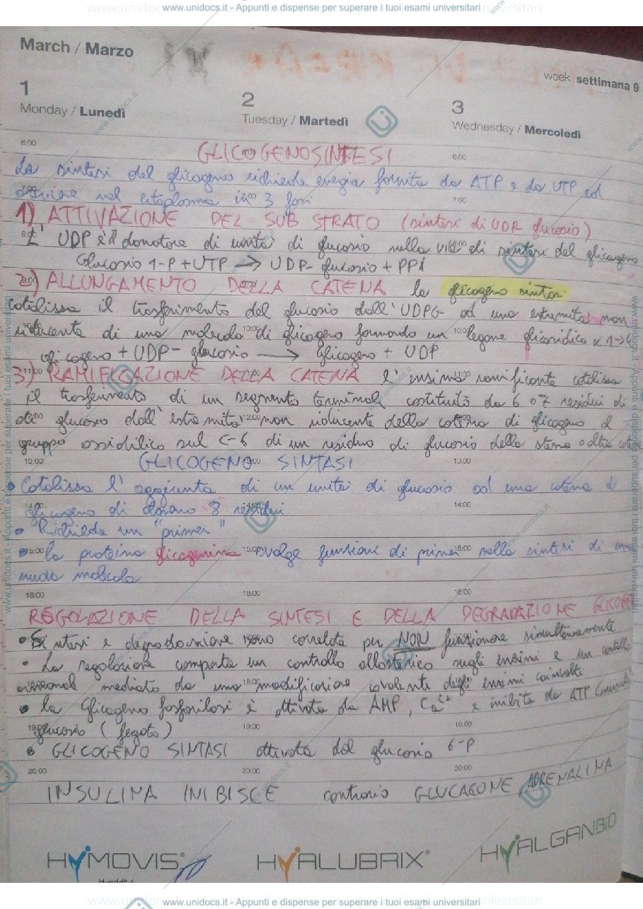 Anteprima pagina 1 — Glicogenosintesi
