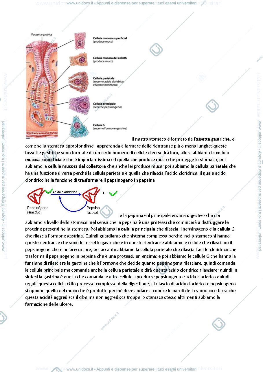 Anteprima pagina 3 — Lezione 22 