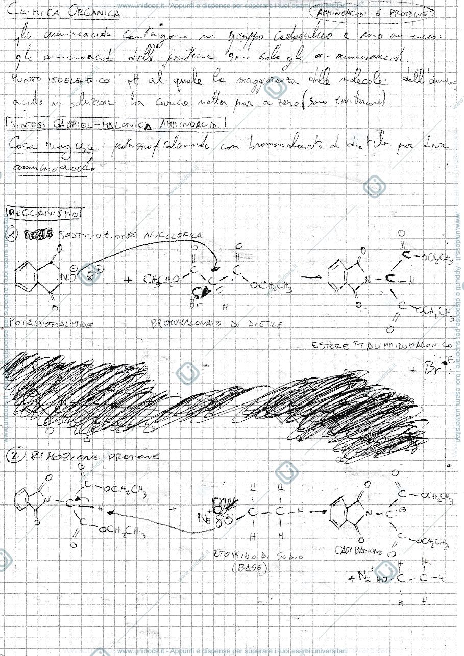 Anteprima pagina 1 — Amminoacidi e proteine