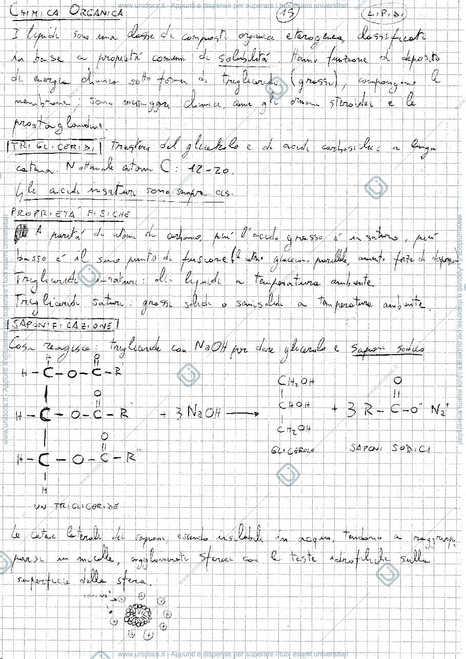Anteprima pagina 1 — Lipidi