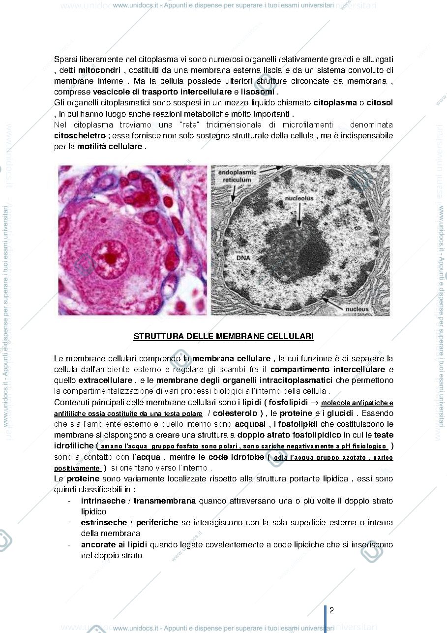 Anteprima pagina 2 — STRUTTURA E FUNZIONE DELLA CELLULA 