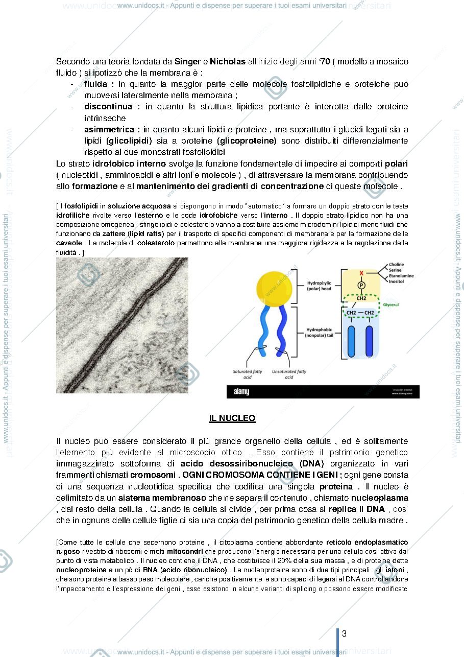Anteprima pagina 3 — STRUTTURA E FUNZIONE DELLA CELLULA 