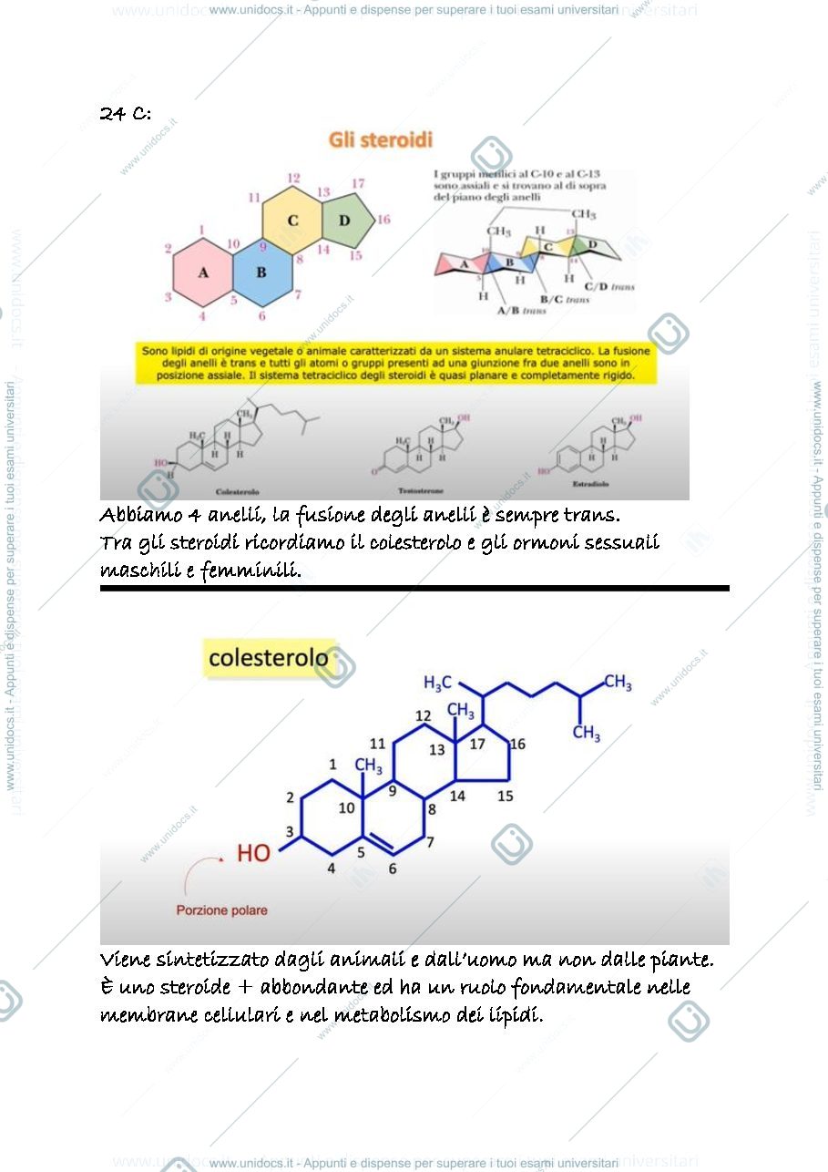 Anteprima pagina 1 — 24 c