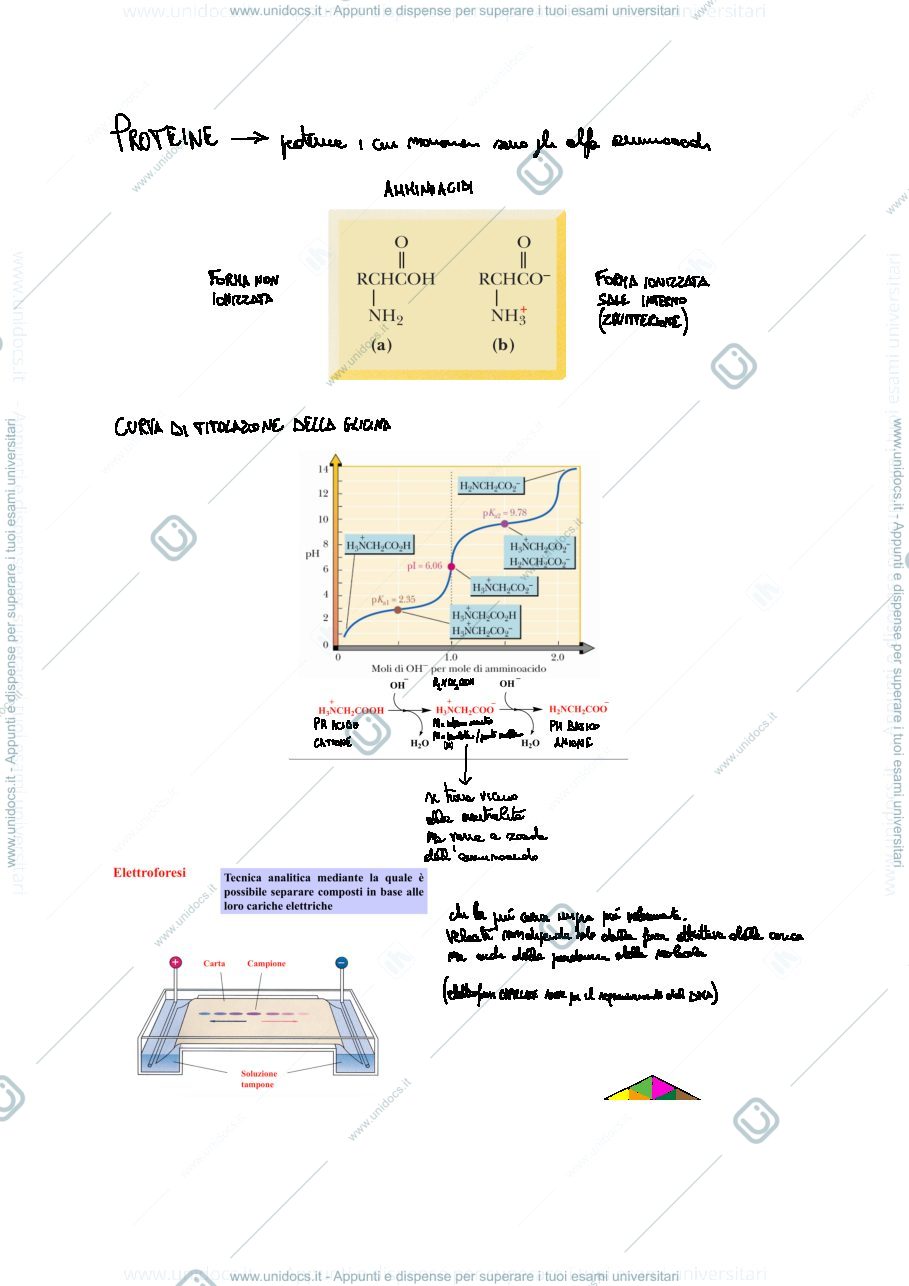 Anteprima pagina 1 — Proteine e acidi nucleici