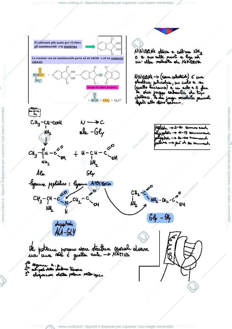 Anteprima pagina 2 — Proteine e acidi nucleici