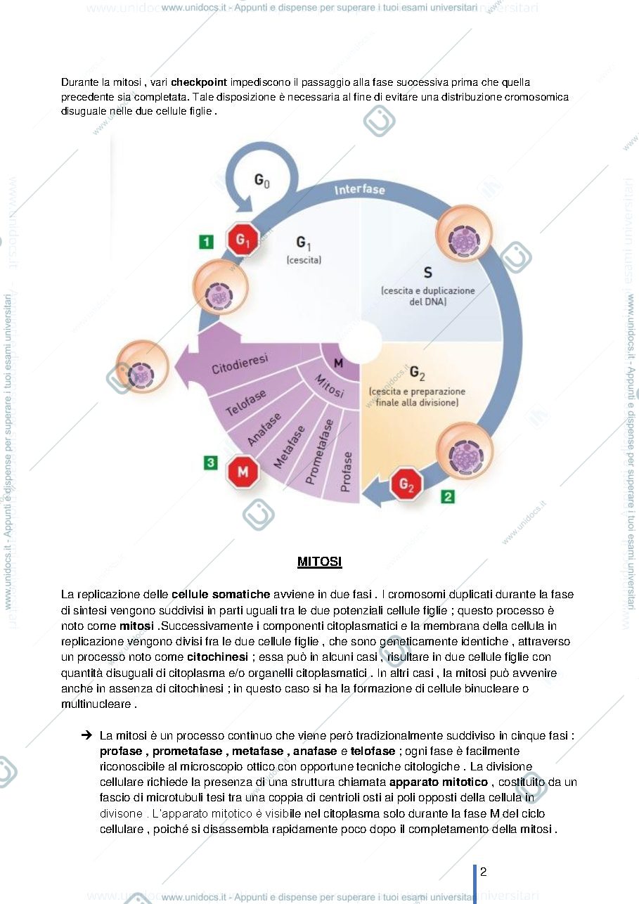 Anteprima pagina 2 — CICLO CELLULARE E REPLICAZIONE 