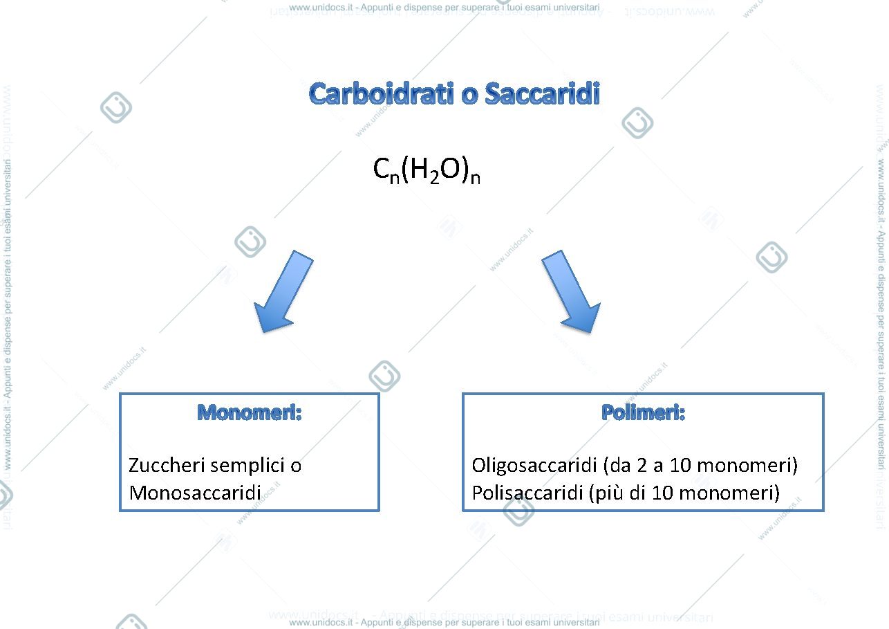 Anteprima pagina 1 — Carboidrati